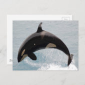 Washington Orca Whale Postkarte (Vorne/Hinten)