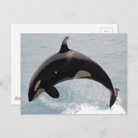 Washington Orca Whale Postkarte (Vorne/Hinten)