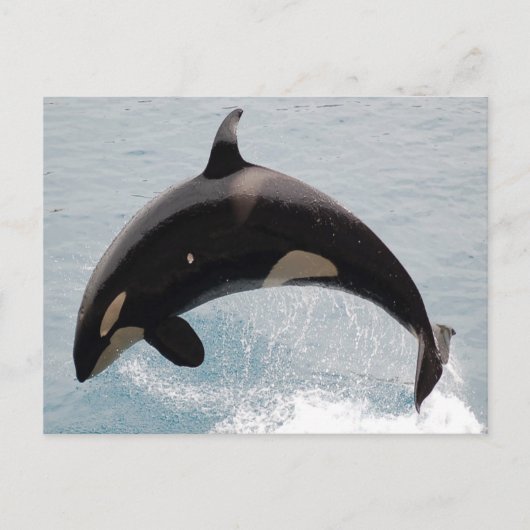 Washington Orca Whale Postkarte (Vorderseite)