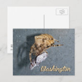 Washington Postcard, Gea Spider Postkarte (Vorne/Hinten)