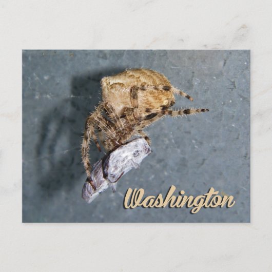 Washington Postcard, Gea Spider Postkarte (Vorderseite)