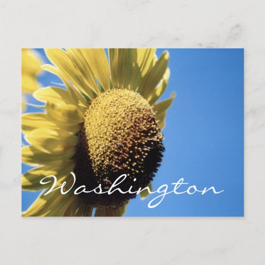Washington Postcard Sunflower Template Postkarte (Vorderseite)