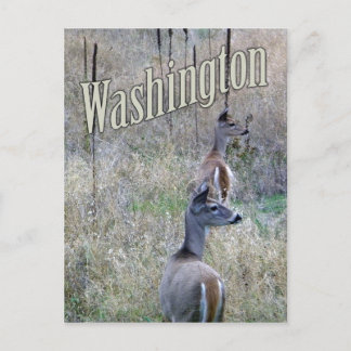 Washington Postcard, Two White Schwanz Deer Postkarte