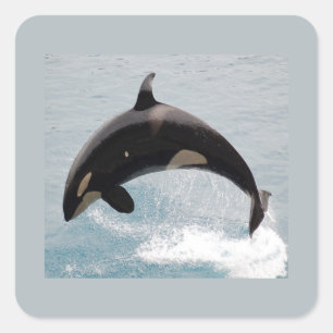 Washington-Schwertwal-Wal Quadratischer Aufkleber