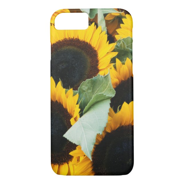 Washington, Seattle, Sonnenblume zum Verkauf Case-Mate iPhone Hülle (Rückseite)