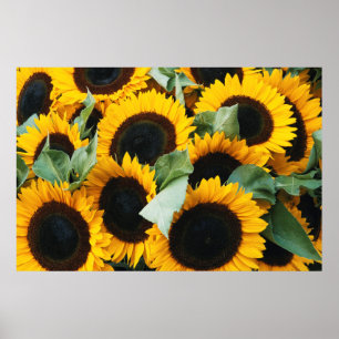 Washington, Seattle, Sonnenblume zum Verkauf Poster