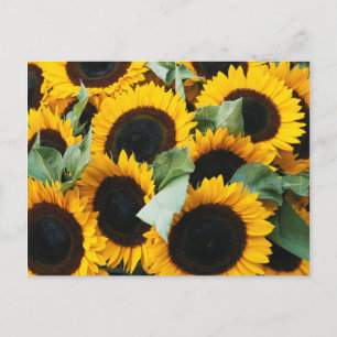 Washington, Seattle, Sonnenblume zum Verkauf Postkarte