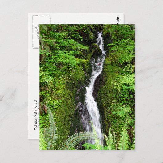 Washington Staat Postcard: Quinault Rain Forest Postkarte (Vorne/Hinten)