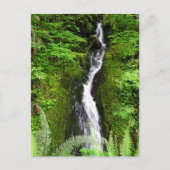 Washington Staat Postcard: Quinault Rain Forest Postkarte (Vorderseite)