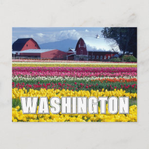 Washington Staat   Tulip Field Postkarte