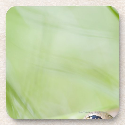 Washington, USA Getränkeuntersetzer (Vorderseite)