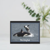 Washington Whales Postcross Postcard Postkarte (Stehend Vorderseite)