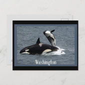 Washington Whales Postcross Postcard Postkarte (Vorne/Hinten)