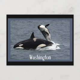 Washington Whales Postcross Postcard Postkarte