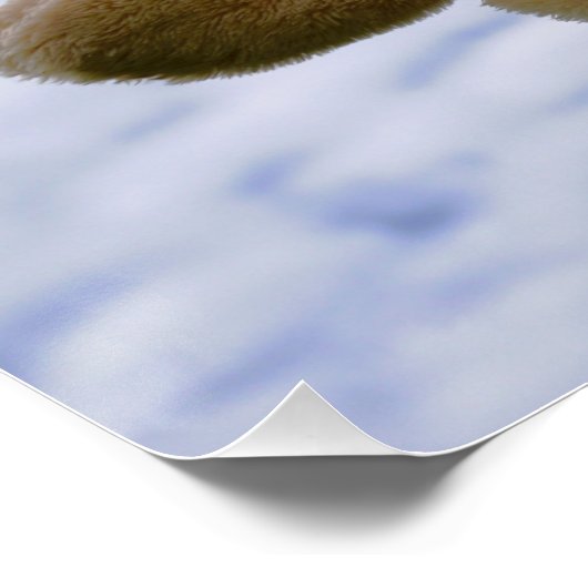 Waslijn met Funny beer die hangt te drogen. Poster (Ecke)