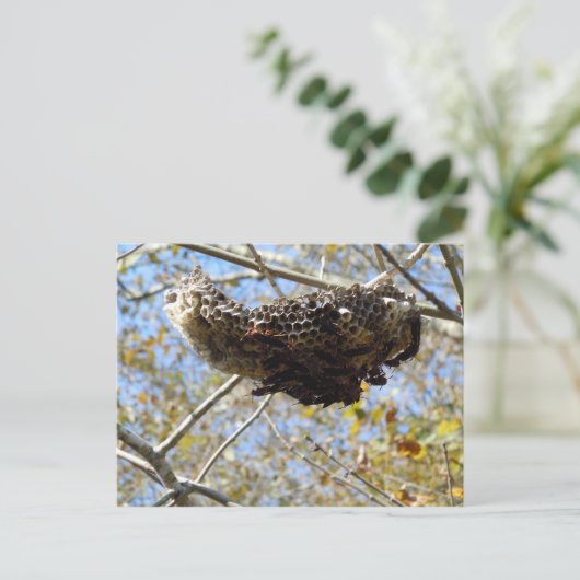 Wasp Nest! Yikes! Postkarte (Stehend Vorderseite)
