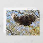 Wasp Nest! Yikes! Postkarte (Vorne/Hinten)