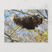 Wasp Nest! Yikes! Postkarte (Vorderseite)