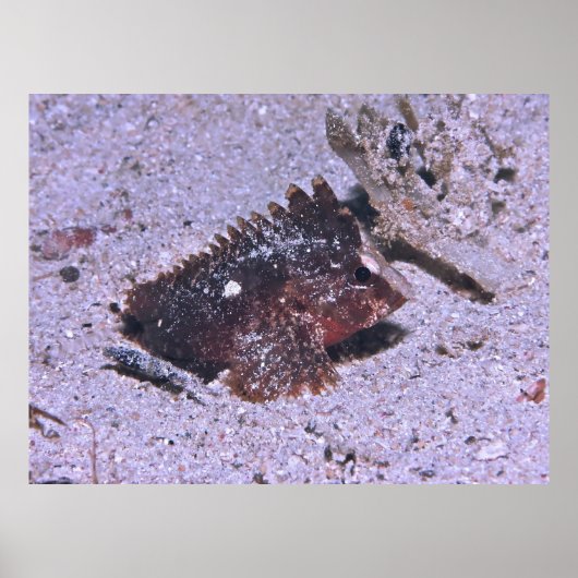 Waspfish Poster (Vorne)