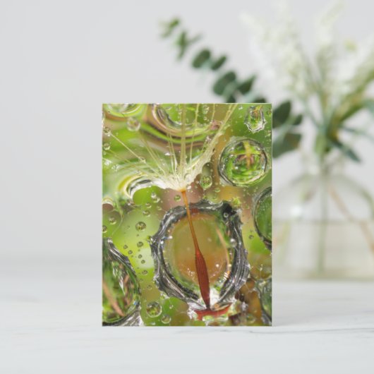 Wasser auf Löwensamen, CA Postkarte (Stehend Vorderseite)