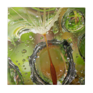 Wasser auf Löwenzahnsamen, CA Fliese