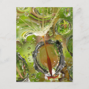Wasser auf Löwenzahnsamen, CA Postkarte