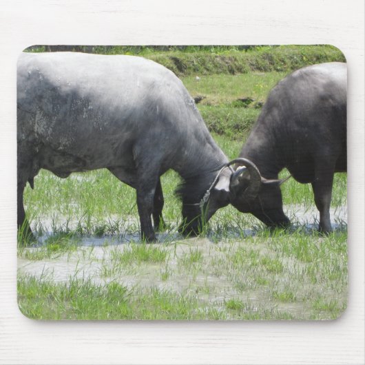 Wasser-Buffalo-Schlagköpfe Mousepad (Vorne)