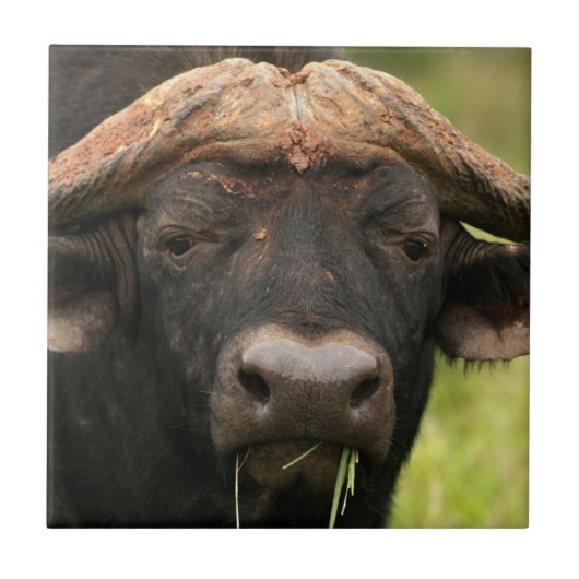 Wasser-Büffel-Fliese Fliese (Vorderseite)