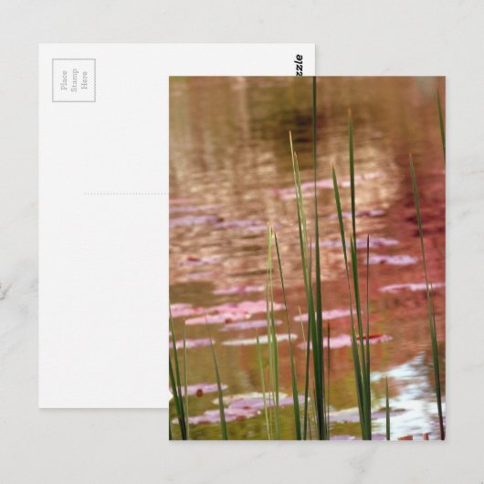 Wasser durch Schilf Postkarte (Vorne/Hinten)