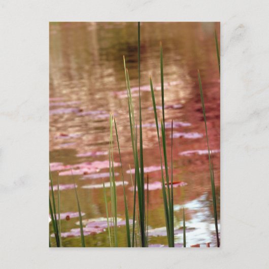 Wasser durch Schilf Postkarte (Vorderseite)