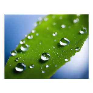 Wasser fällt auf Blätter Fotodruck