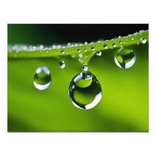 Wasser fällt auf Blätter Fotodruck