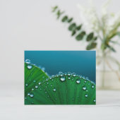 Wasser fällt auf Blätter Postkarte (Stehend Vorderseite)