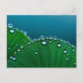 Wasser fällt auf Blätter Postkarte (Vorderseite)
