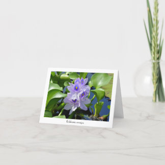 Wasser Hyacinth Sammelkarten Karte