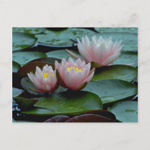 Wasser in rosa postkarte