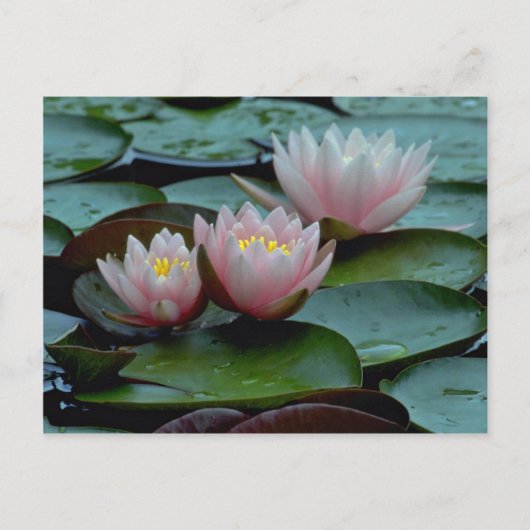 Wasser in rosa postkarte (Vorderseite)