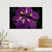 Wasser Iris 458 Poster (Küche)