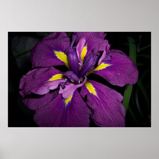 Wasser Iris 458 Poster (Vorne)