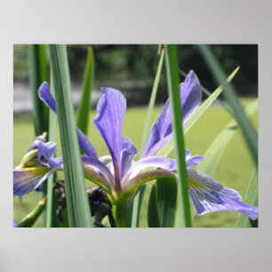 Wasser Iris auf dem Teich Poster