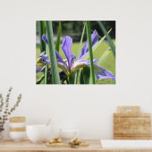 Wasser Iris auf dem Teich Poster (Küche)