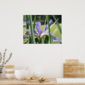 Wasser Iris auf dem Teich Poster (Küche)
