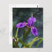 Wasser Iris Postkarte (Vorne/Hinten)