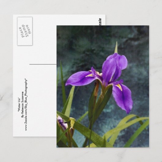 Wasser Iris Postkarte (Vorne/Hinten)