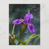 Wasser Iris Postkarte (Vorderseite)