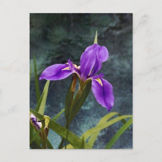 Wasser Iris Postkarte (Vorderseite)