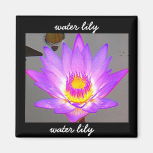 Wasser-Lilie lila - Grenze Magnet
