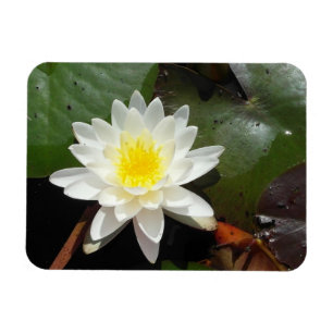 Wasser-Lilie Magnet