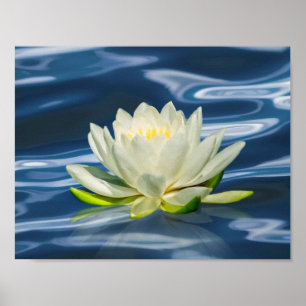 Wasser-Lilie nachgedacht über blaues Wasser-Druck Poster