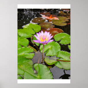 Wasser-Lilie Poster